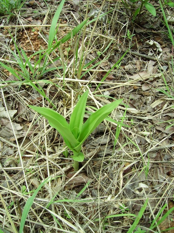 Habenaria sochensis