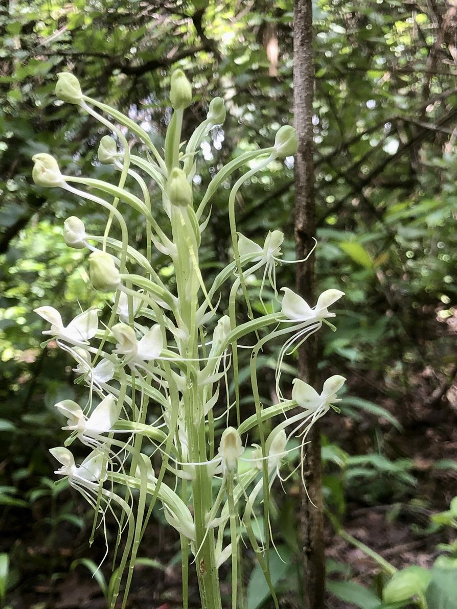 Habenaria subarmata