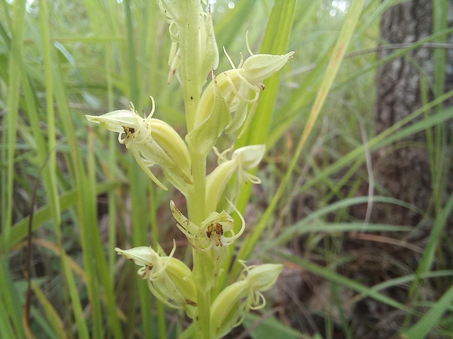 Habenaria uhehensis