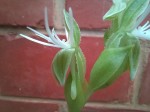 Habenaria verdickii