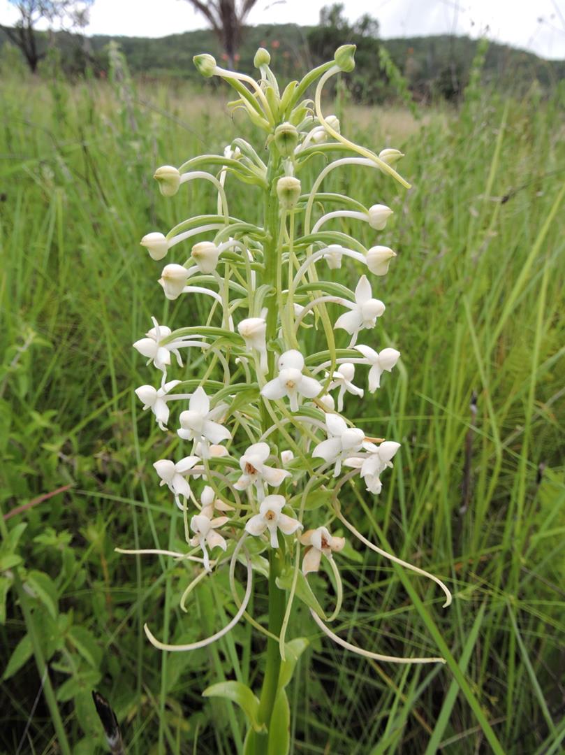 Habenaria zambesina
