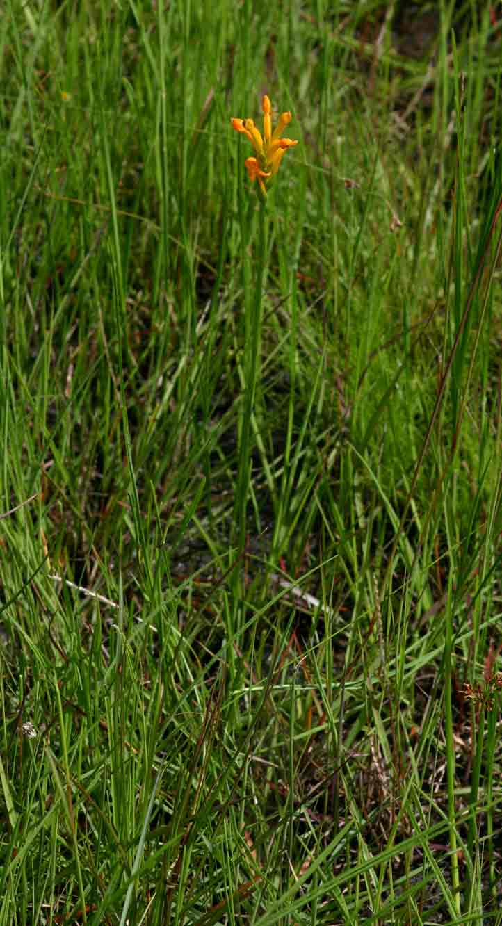 Platycoryne buchananiana