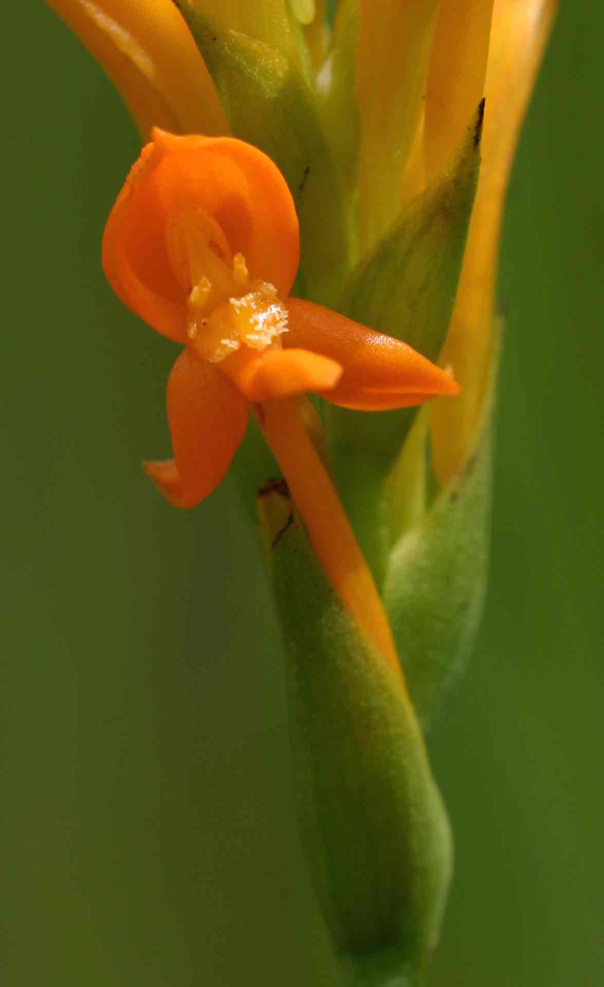 Platycoryne buchananiana