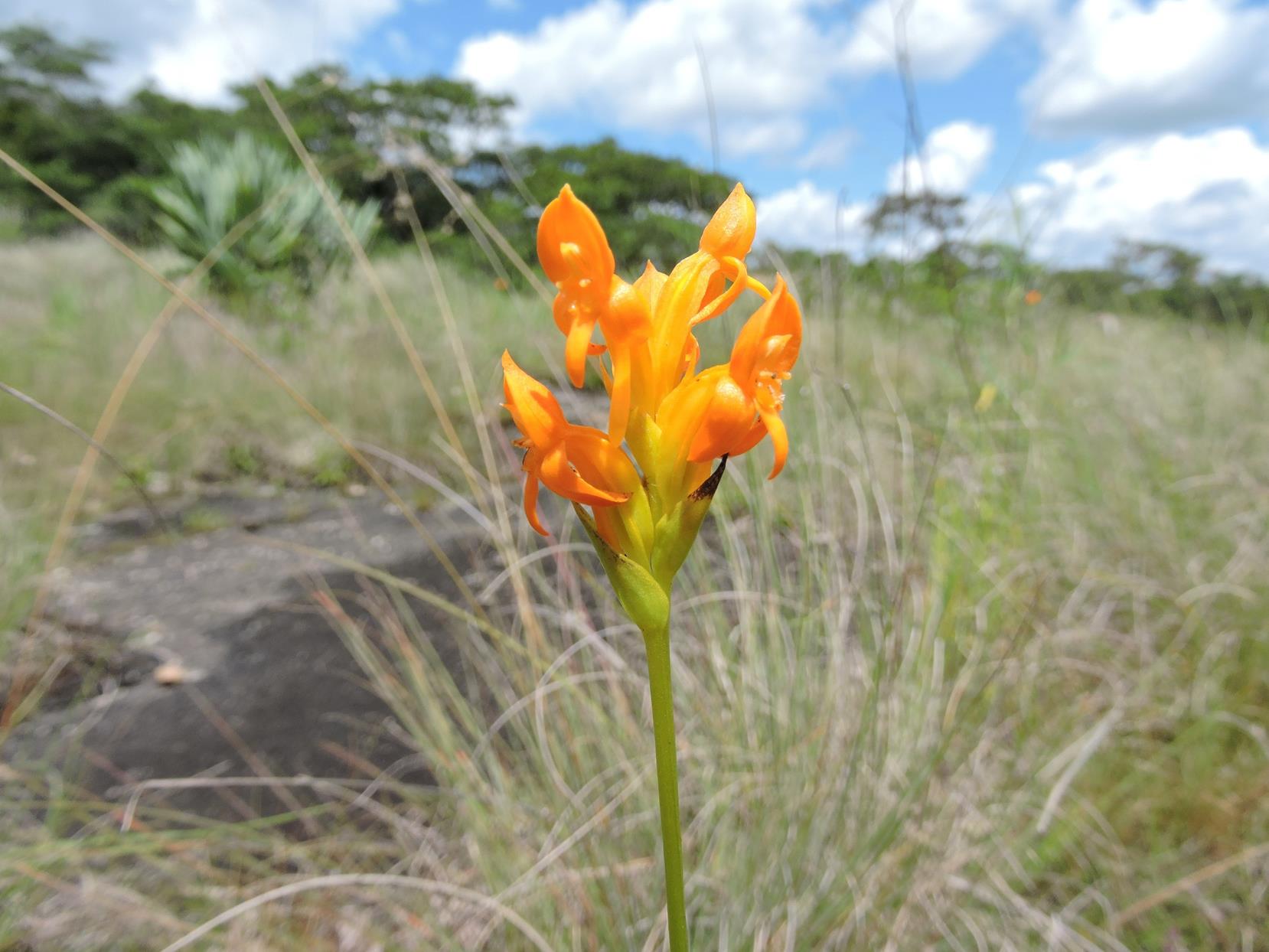 Platycoryne mediocris