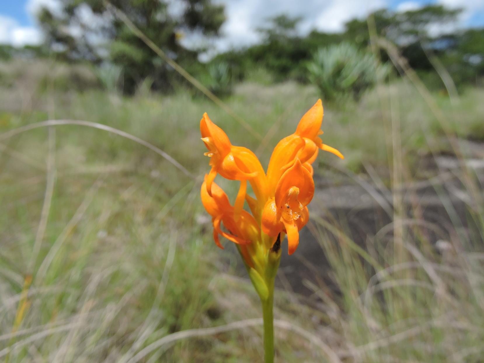 Platycoryne mediocris