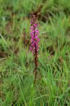 Disa aconitoides subsp. concinna