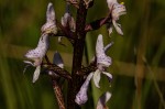 Disa aconitoides subsp. concinna