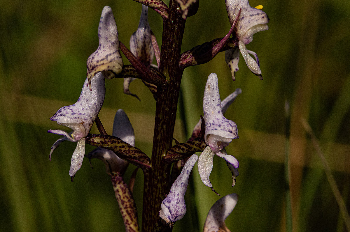 Disa aconitoides subsp. concinna