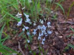 Disa aconitoides subsp. concinna