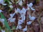 Disa aconitoides subsp. concinna