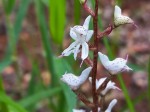 Disa aconitoides subsp. concinna