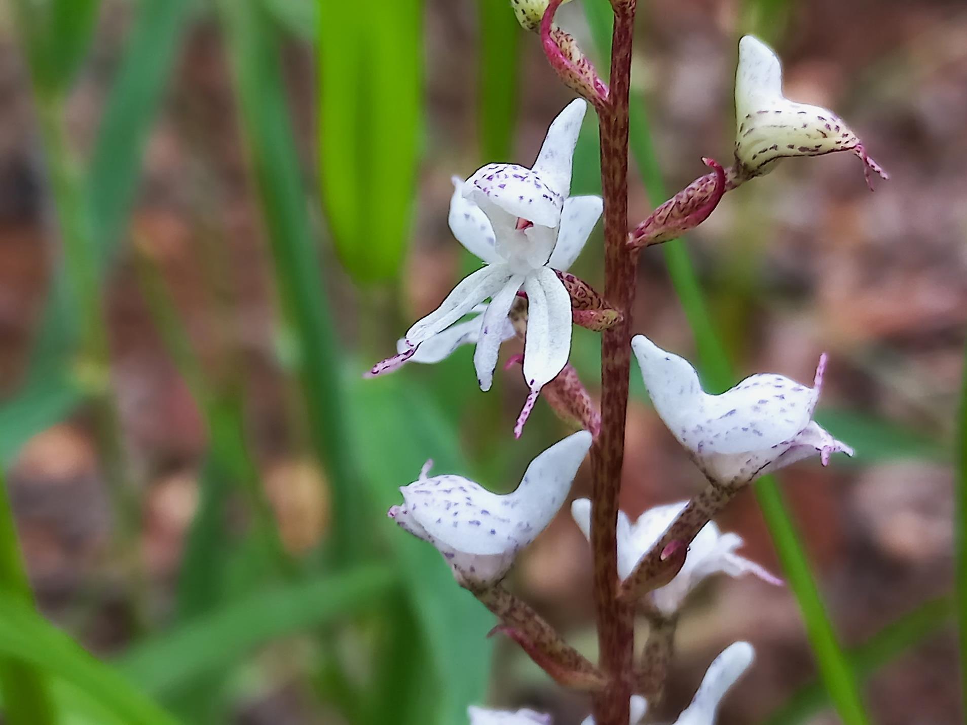 Disa aconitoides subsp. concinna