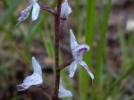 Disa aconitoides subsp. concinna