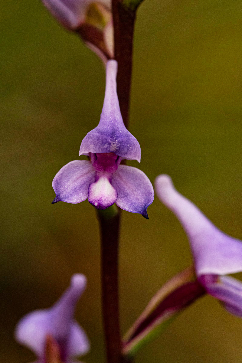 Disa equestris Disa equestris