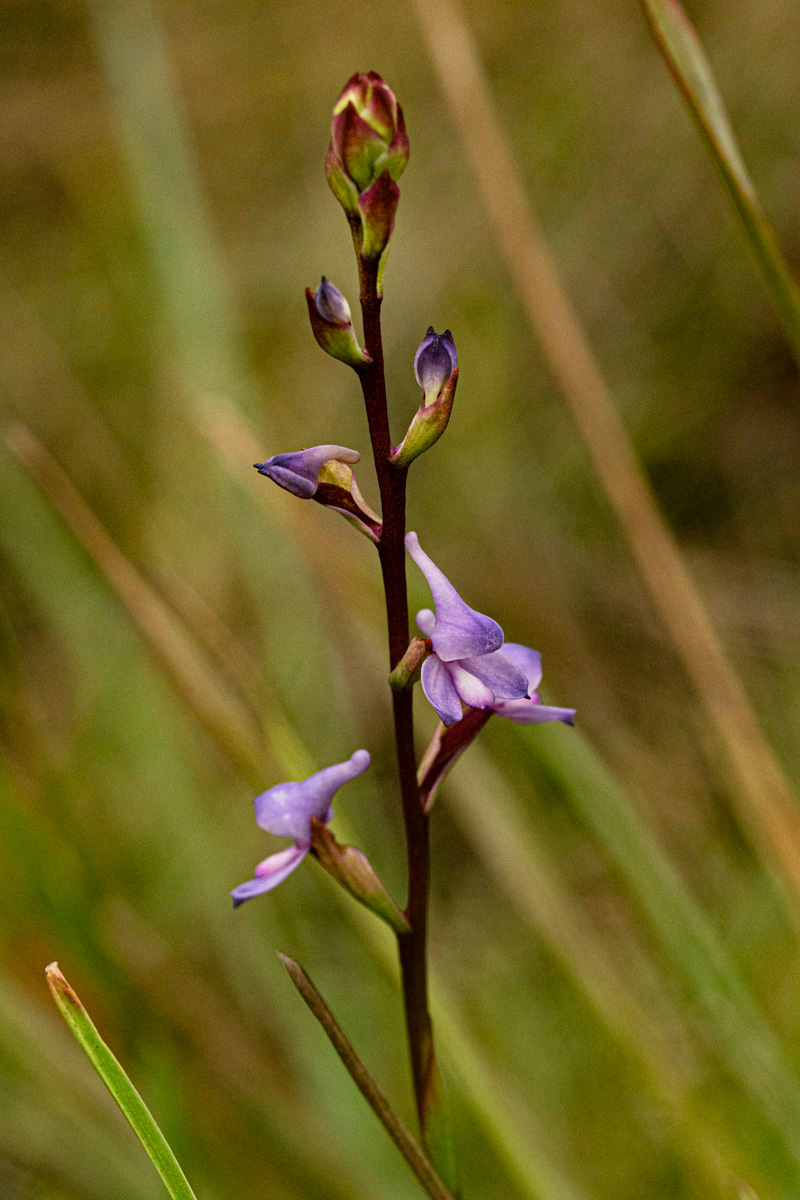 Disa equestris Disa equestris