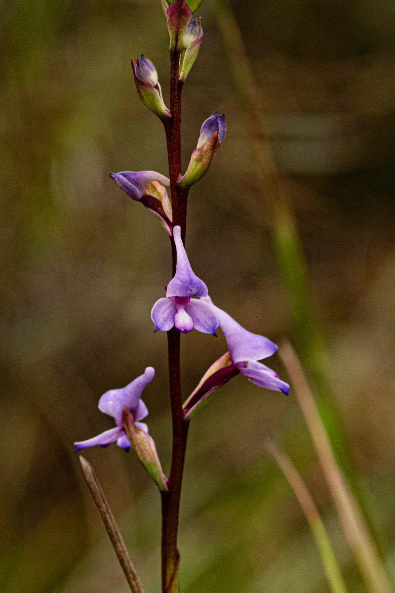Disa equestris Disa equestris