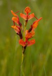 Disa erubescens subsp. erubescens