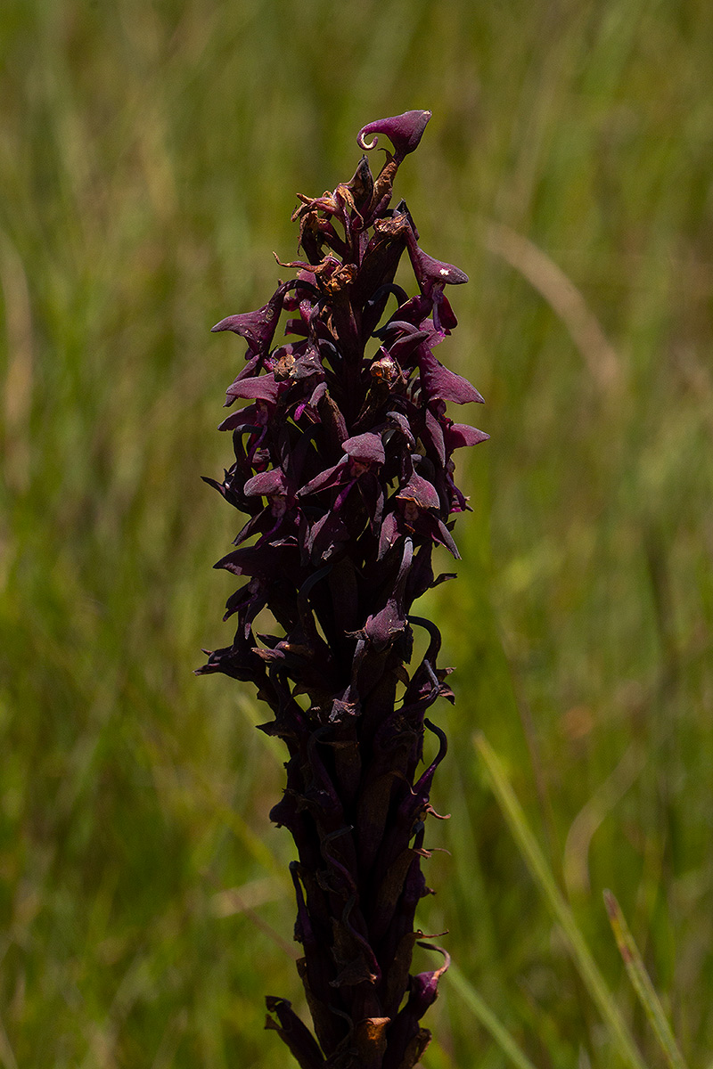 Disa hircicornis