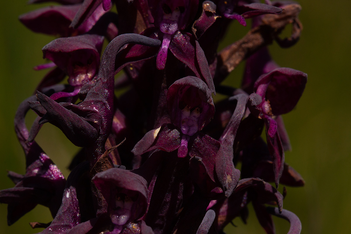 Disa hircicornis