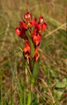 Disa ornithantha