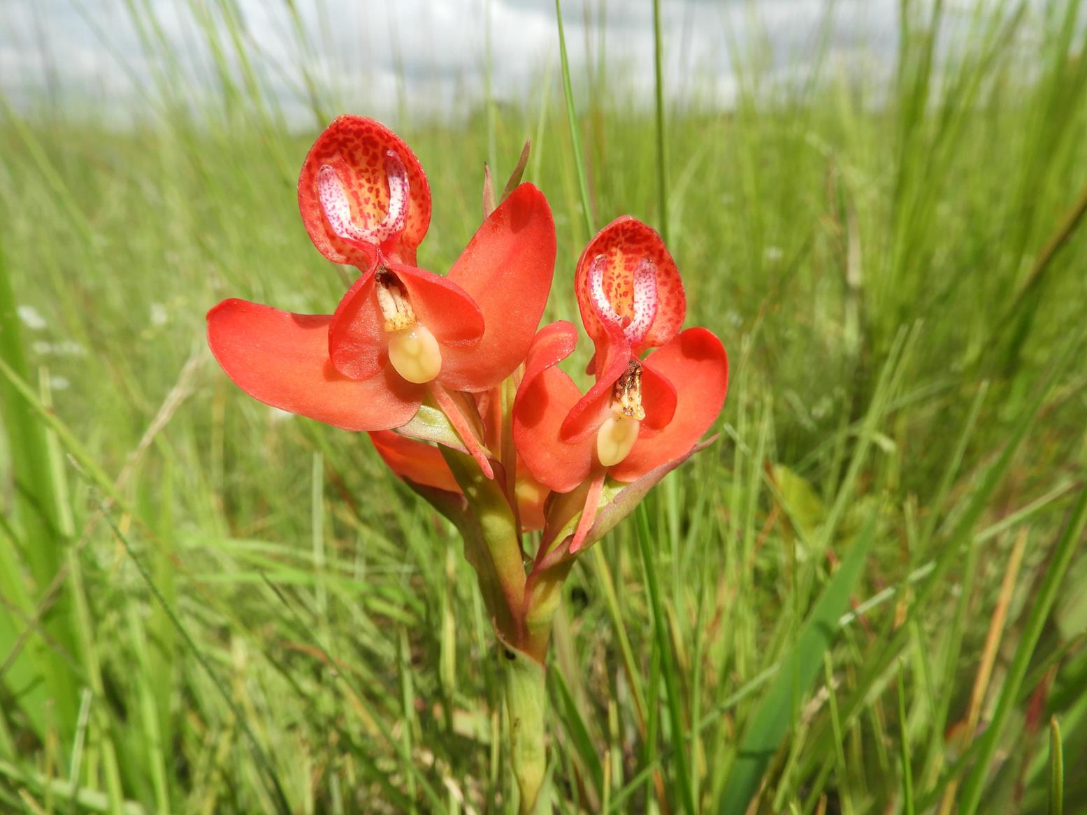 Disa ornithantha