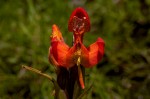 Disa ornithantha