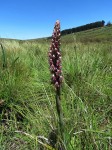 Disa perplexa