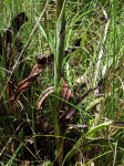 Disa perplexa