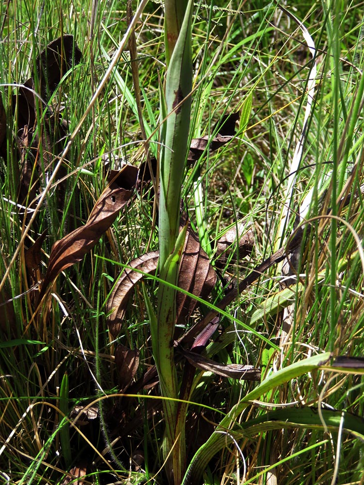 Disa perplexa