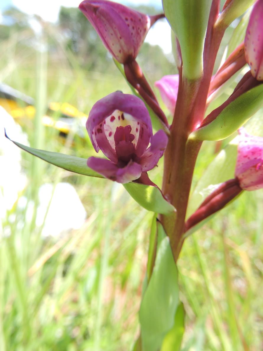 Disa walleri Disa walleri