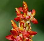 Disa welwitschii subsp. welwitschii