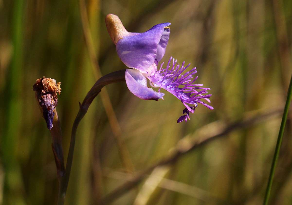 Disa baurii