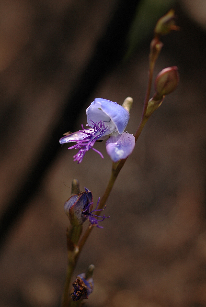 Disa baurii