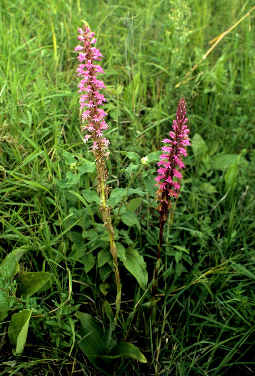 Satyrium macrophyllum