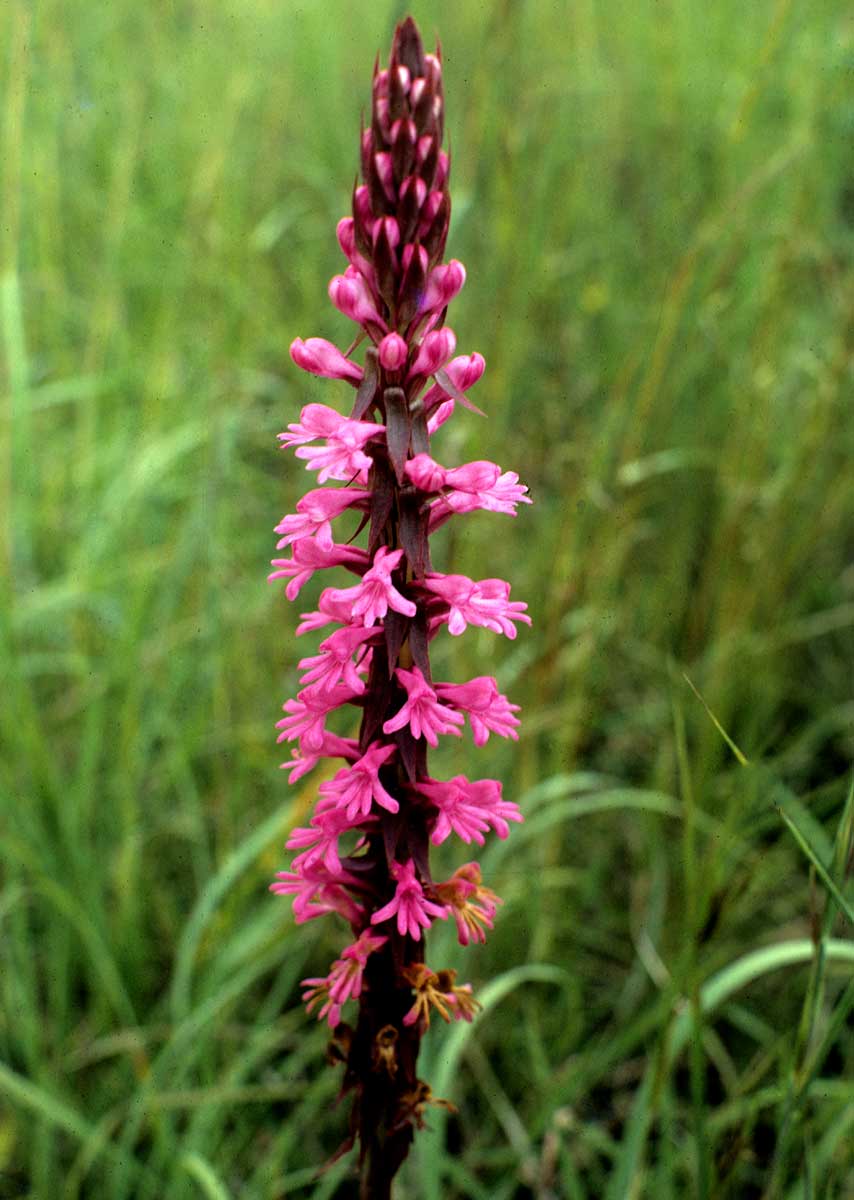 Satyrium macrophyllum