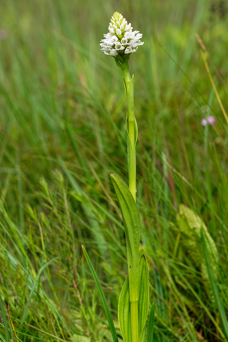Satyrium paludosum