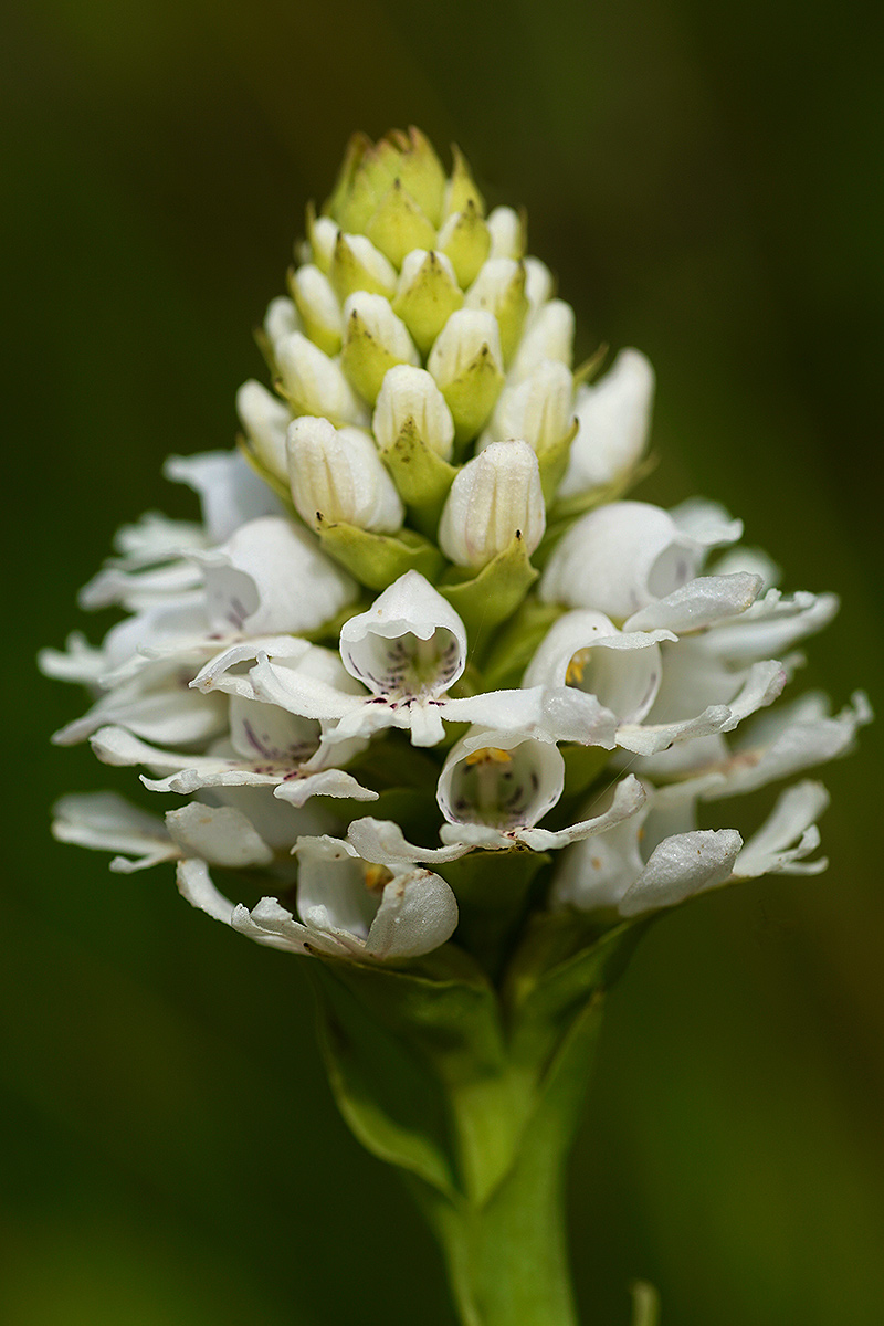 Satyrium paludosum