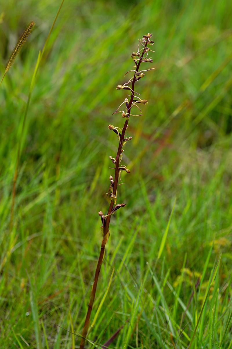 Satyrium riparium