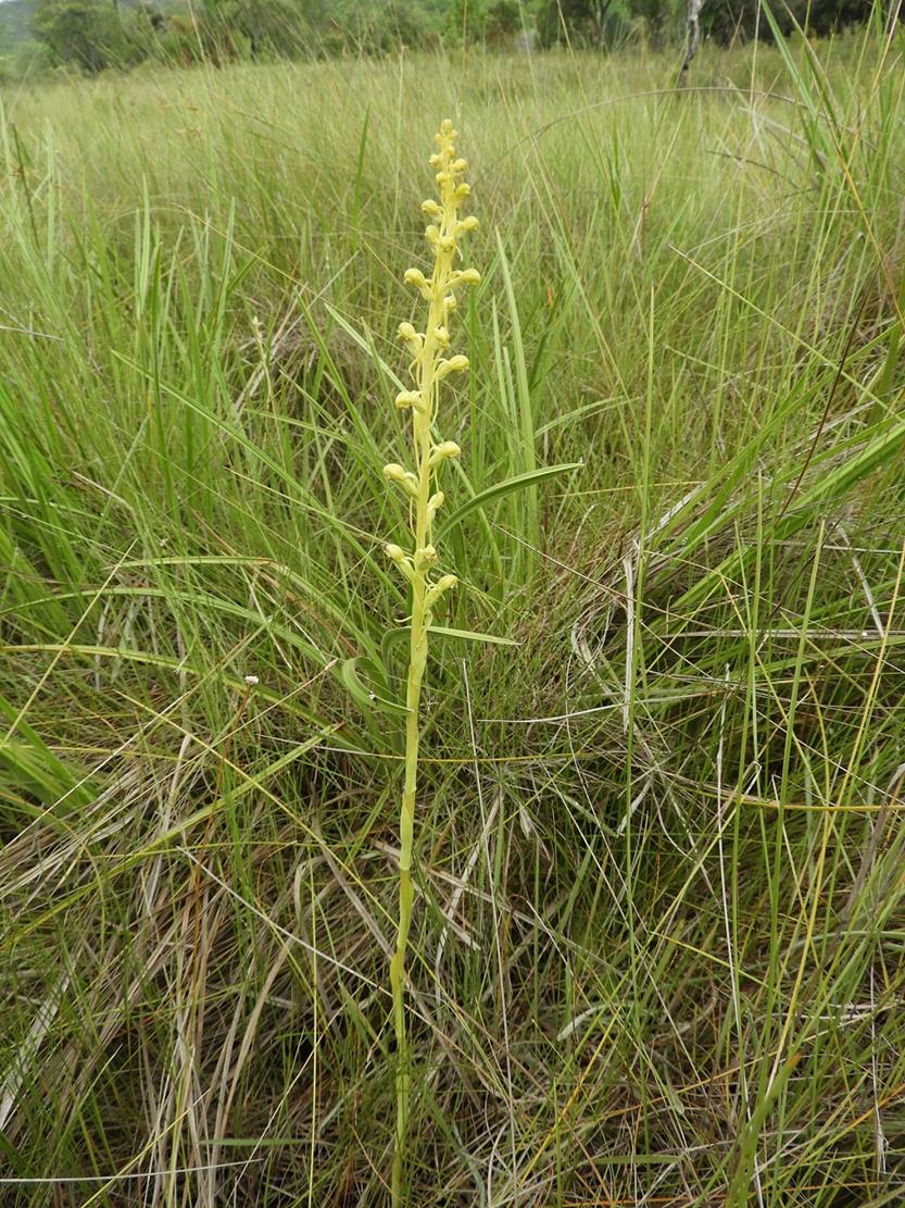 Satyrium riparium
