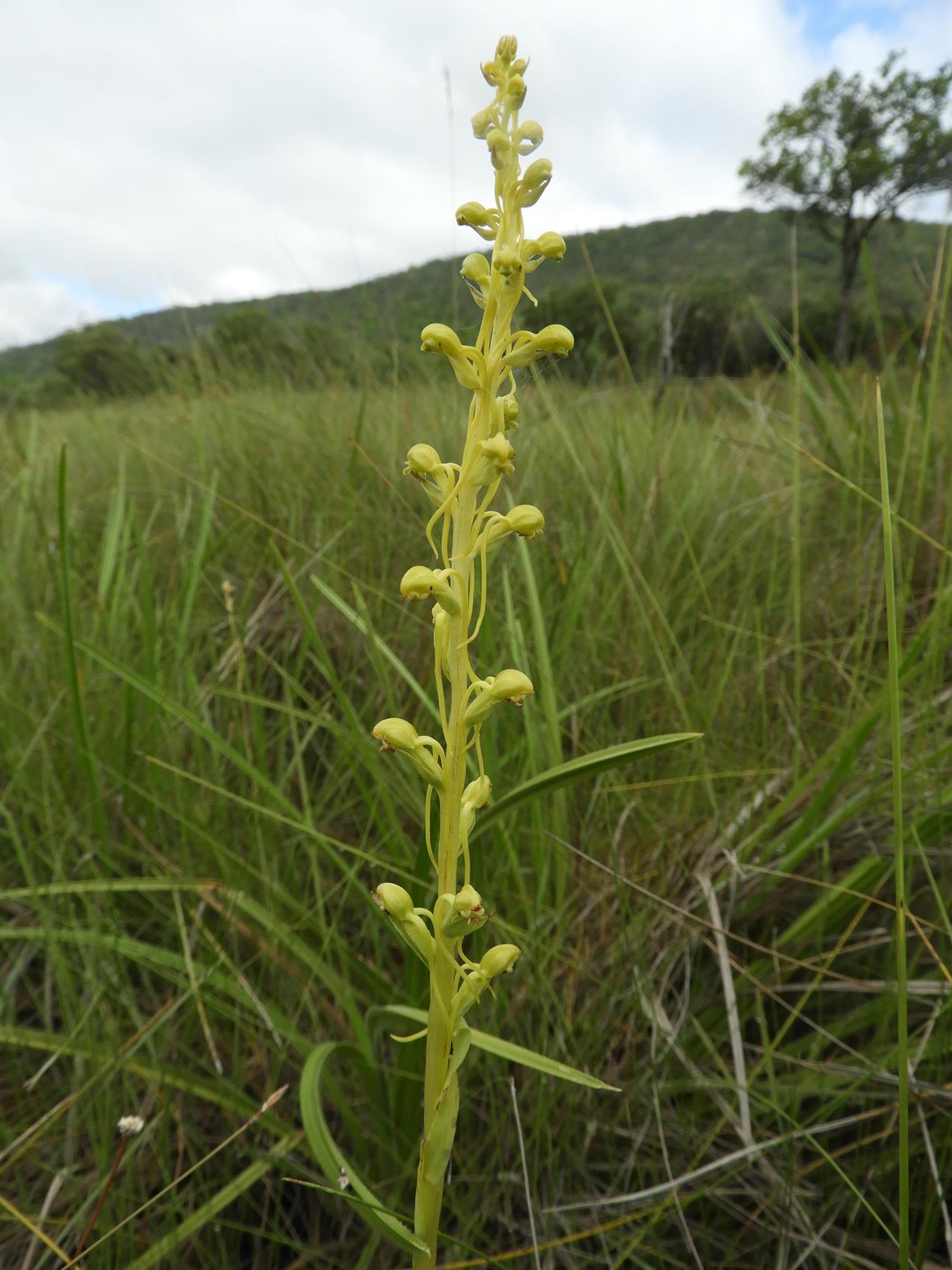 Satyrium riparium