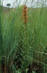 Satyrium sceptrum