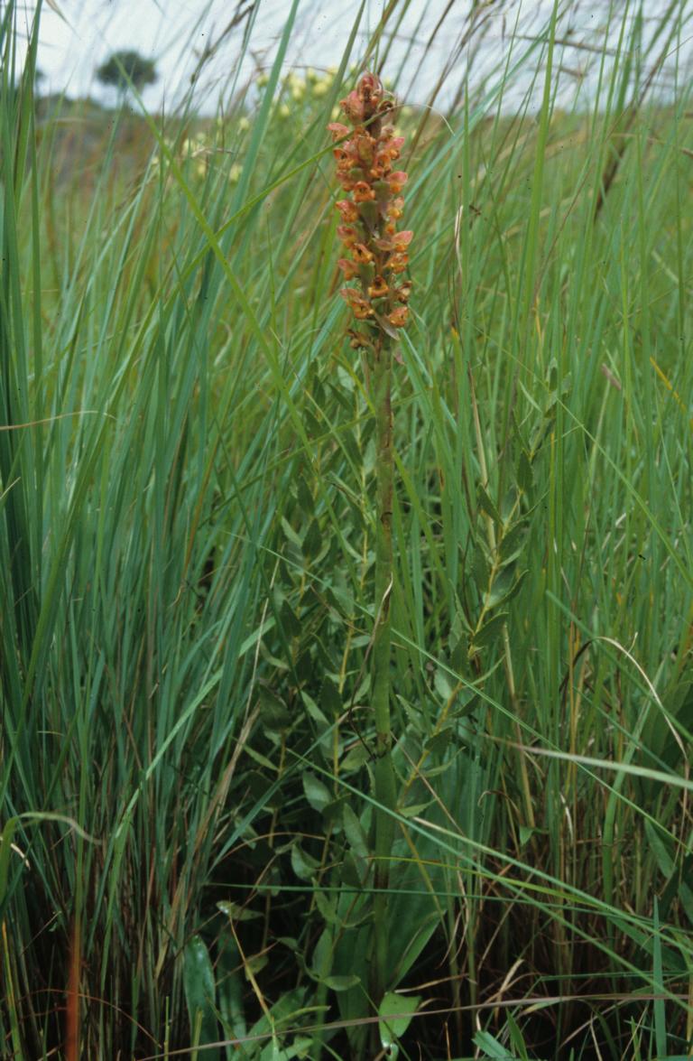Satyrium sceptrum