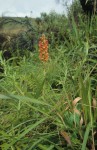 Satyrium sceptrum