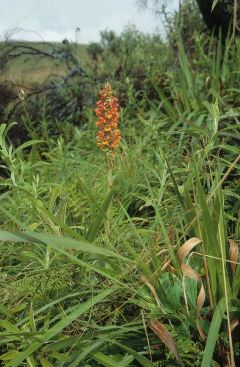 Satyrium sceptrum