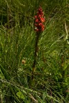 Satyrium sceptrum