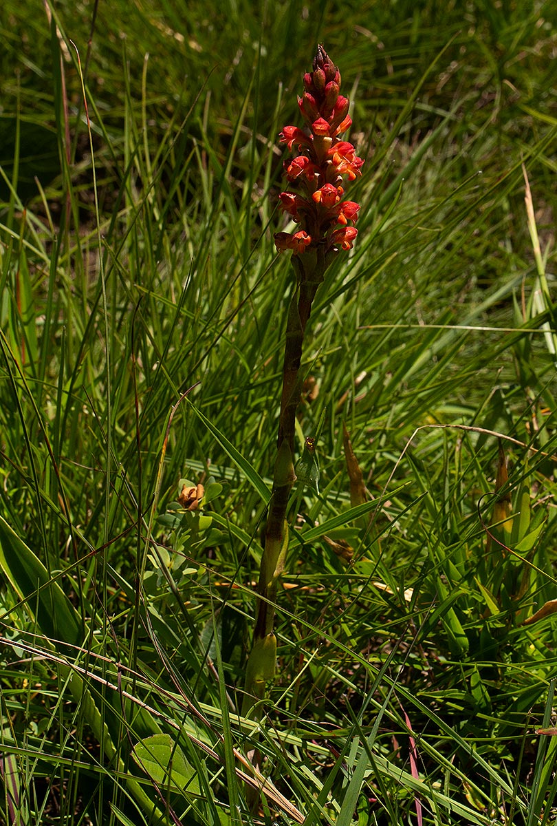 Satyrium sceptrum