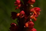 Satyrium sceptrum