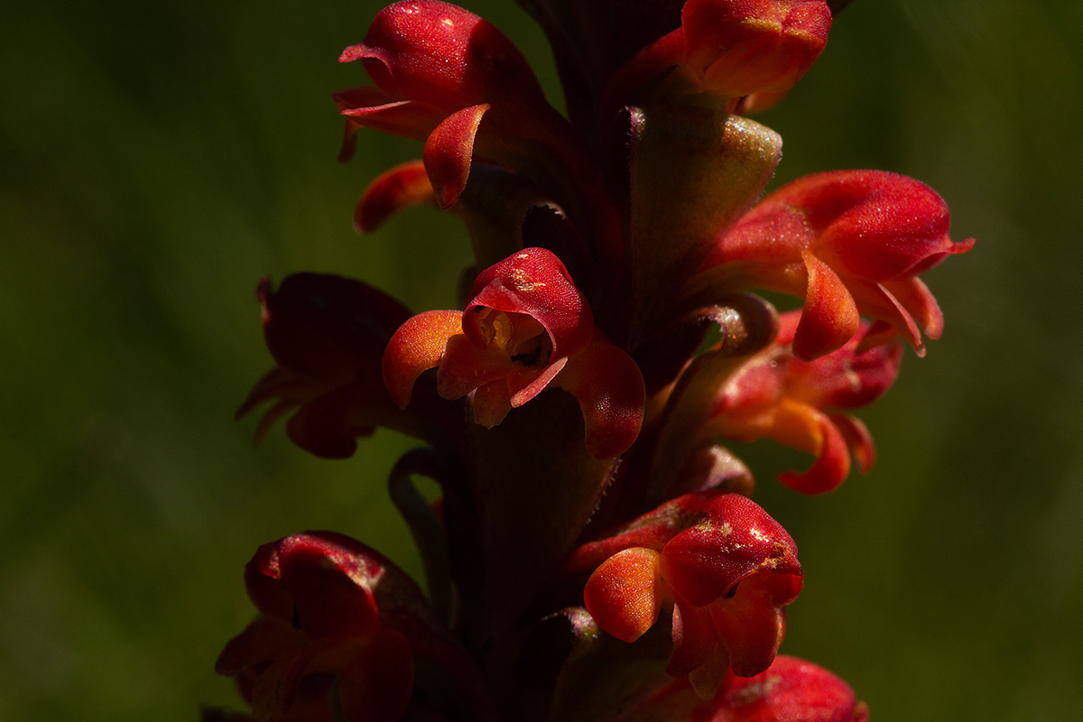 Satyrium sceptrum