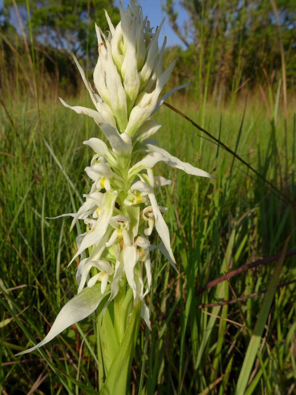 Satyrium trinerve