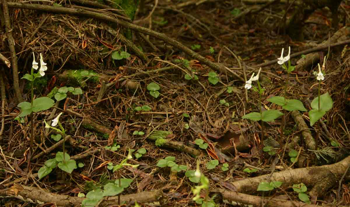 Disperis anthoceros